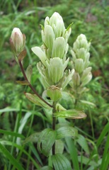 Orobanchaceae