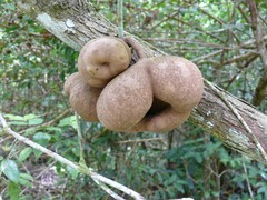 Tambourissa leptophylla