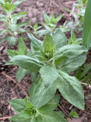 Lysimachia punctata