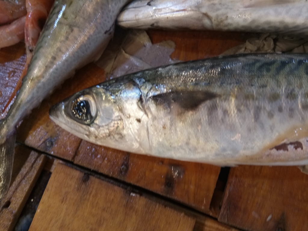Atlantic Chub Mackerel