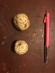 Ileodictyon cibarium