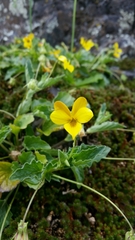 Viola purpurea quercetorum