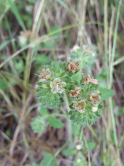 Phacelia malvifolia