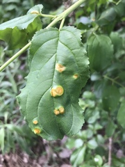 Puccinia coronata
