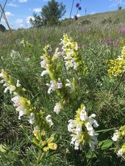 Salvia scabiosifolia