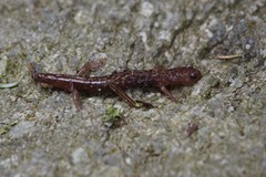 Plethodon welleri
