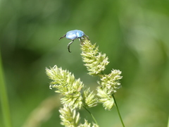 Hoplia coerulea