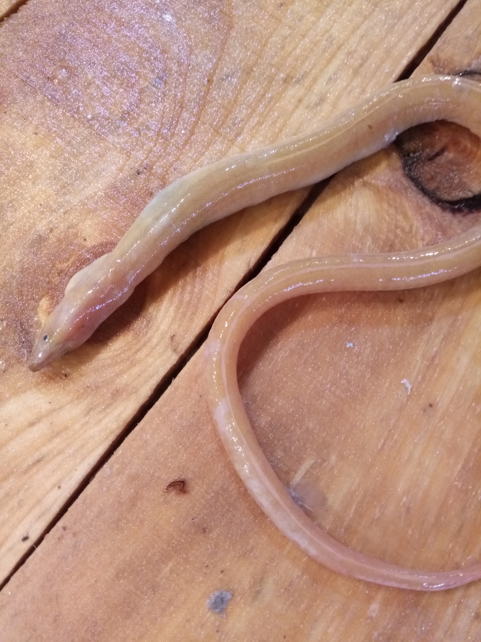 Rufus snake-eel balığı