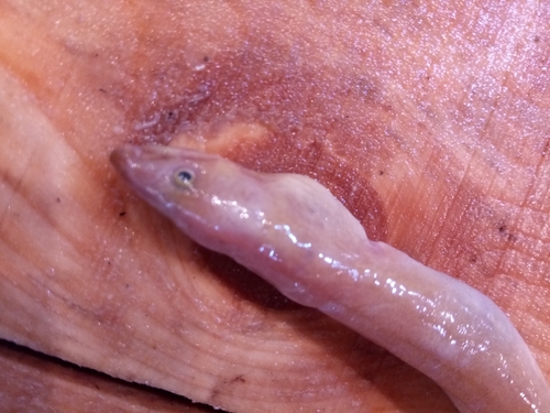 Rufus snake eel (Ophichthus rufus) — Ophichthidae — 2