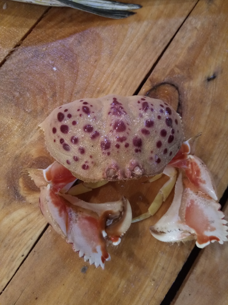 Mediterranean shame-faced crab