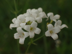 Galium glaucum