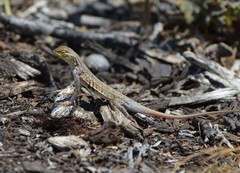 Holbrookia propinqua