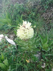 Campanula thyrsoides