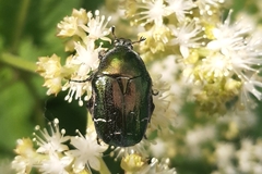 Cetonia aurata