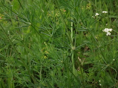 Galium glaucum