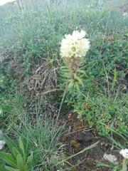 Campanula thyrsoides