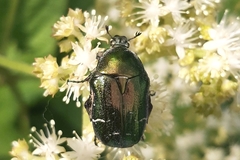 Cetonia aurata