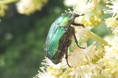 Cetonia aurata
