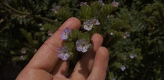 Phacelia ixodes