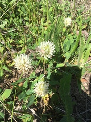 Trifolium ambiguum