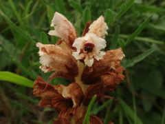 Orobanche alba