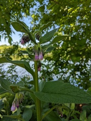 Symphytum × uplandicum