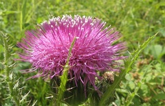 Cirsium drummondii