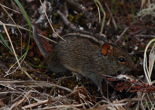 Mesic Four-striped Grass Rat
