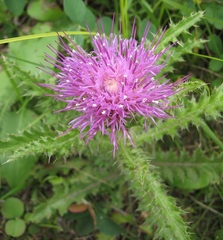 Cirsium drummondii