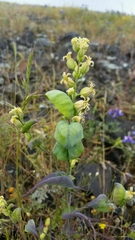 Streptanthus diversifolius