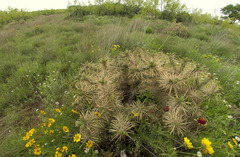 Cylindropuntia davisii
