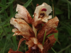 Orobanche alba