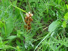 Orobanche alba