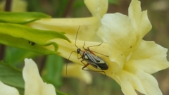 Closterocoris amoenus