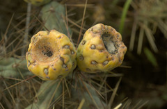 Cylindropuntia davisii