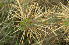 Cylindropuntia davisii