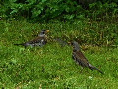 Turdus pilaris
