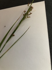 Luzula luzuloides rubella