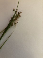 Luzula luzuloides rubella