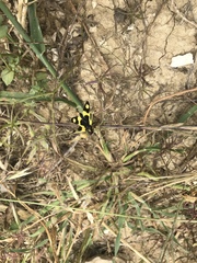 Libelloides macaronius