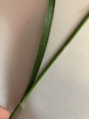 Luzula luzuloides rubella