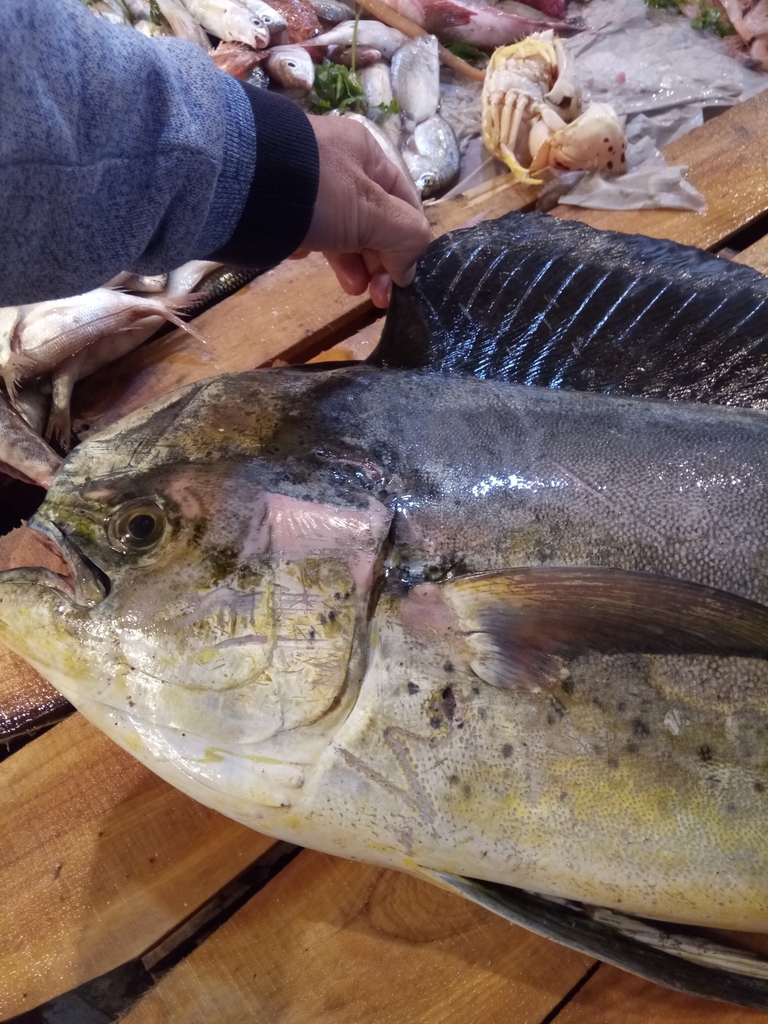 Common dolphinfish