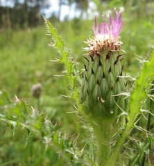 Cirsium drummondii