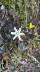 Triteleia lilacina
