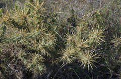 Cylindropuntia davisii