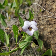 Viola cuneata
