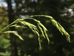 Festuca altissima