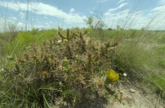 Cylindropuntia davisii