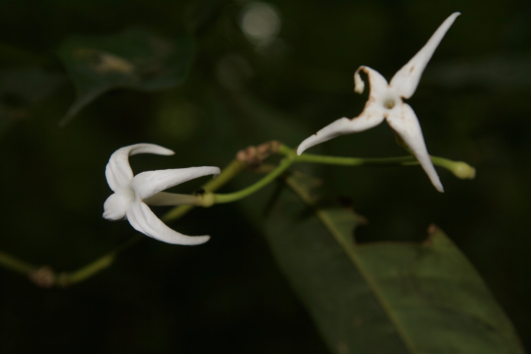 Faramea occidentalis