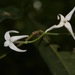 Faramea occidentalis - Photo 由 Riley Fortier 所上傳的 (c) Riley Fortier，保留部份權利CC BY-NC